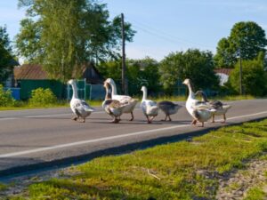 gooses-crossing-road